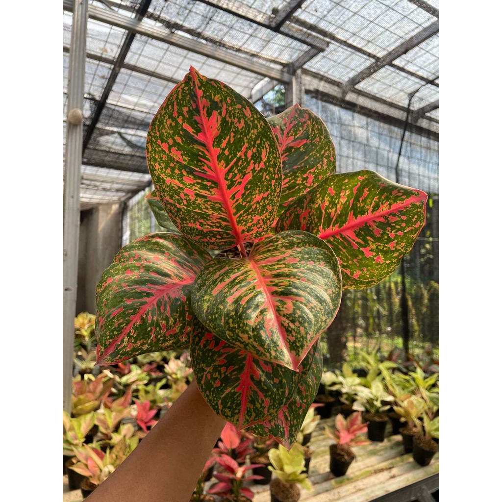 Terbaru Aglonema Black Wulandari