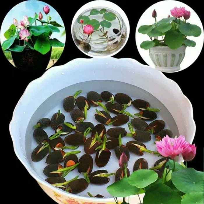 Ready Benih Bibit Biji Bunga Teratai Lotus Bonsai Mini Dwarf Warna