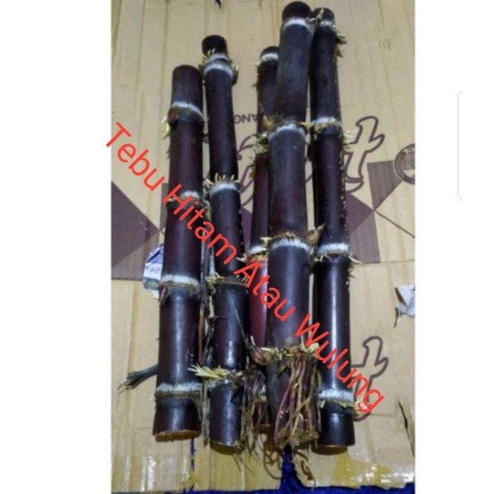 Bibit Tebu Wulung Atau Stek Tebu Hitam Segar Obat Herbal 30-40 Cm