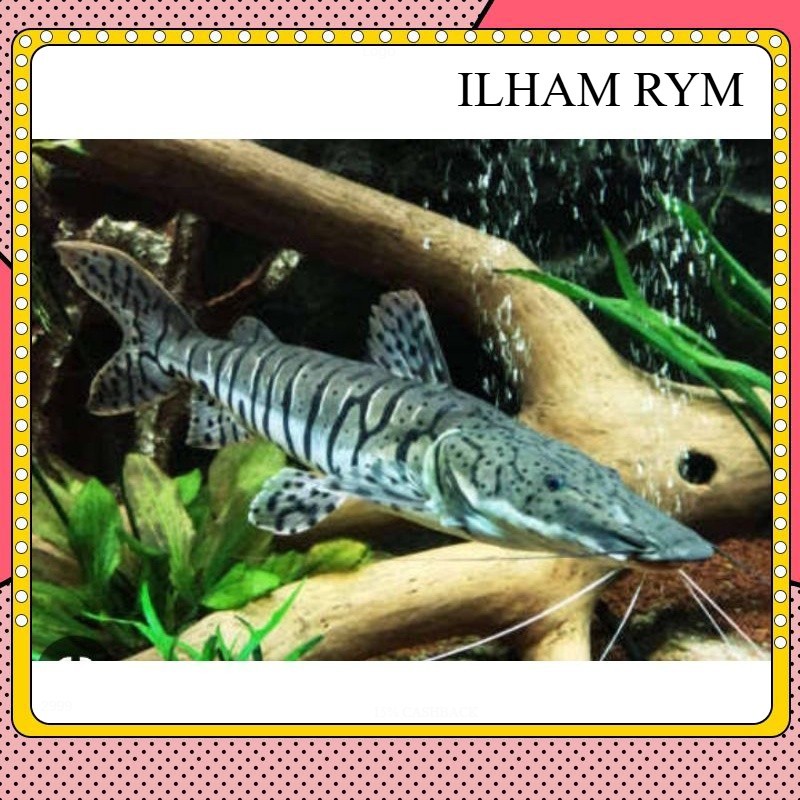 hiasan aquarium TSN leopard catfish size 12 CM GARANSI DOA ilhamroyom