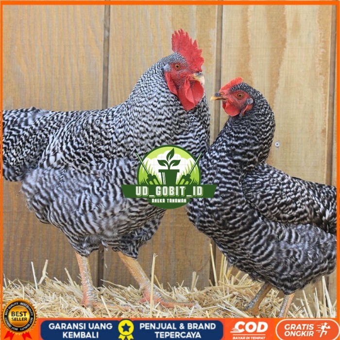 

Telur ayam hias barred rock fertil asli siap ditetaskan - barred-rock UD_GOBIT_ID