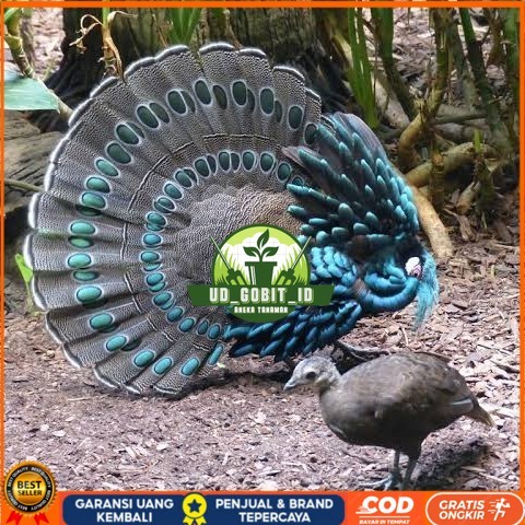 

Telur ayam hias ringneck palawan pheasant fertil siap ditetaskan Langsung UD_GOBIT_ID