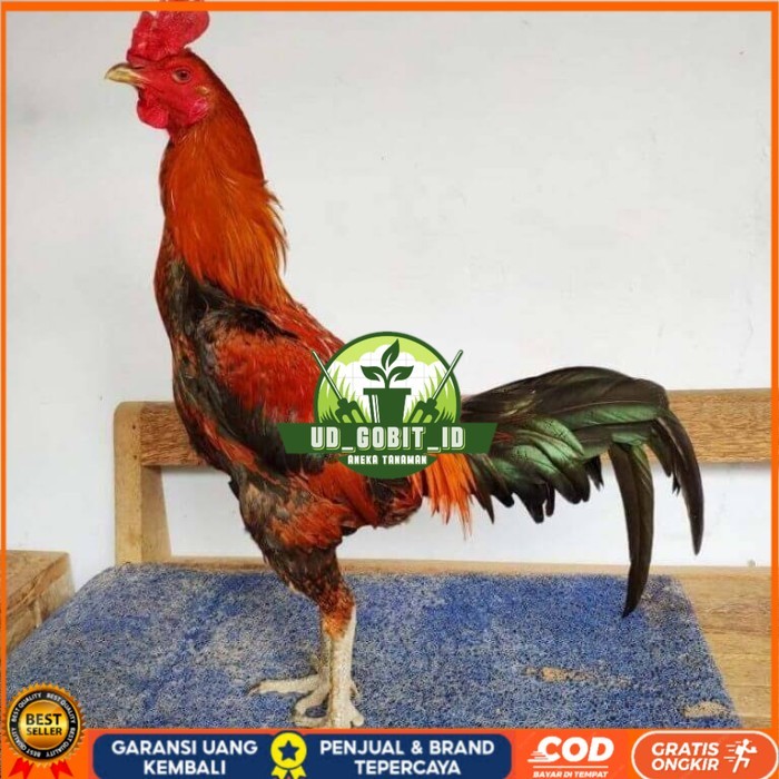 

Telur ayam bangkok pama mangon petarung fertil asli UD_GOBIT_ID