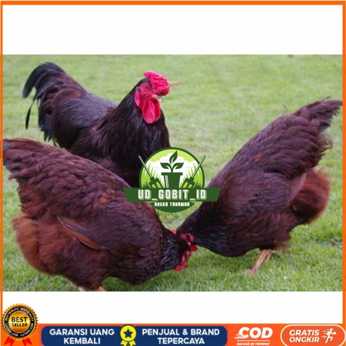 

Telur ayam hias rodhe island fertil asli siap ditetaskan - rodhe island UD_GOBIT_ID