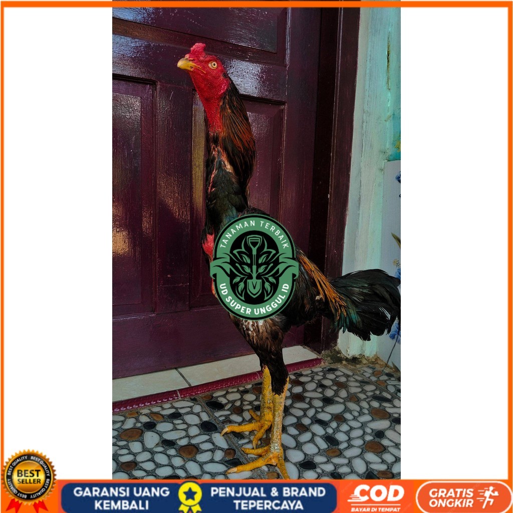 

Telur ayam shamo jepang bangkok aduan fertil asli siap ditetaskan - ayam-shamo UD_SUPER_UNGGUL_ID