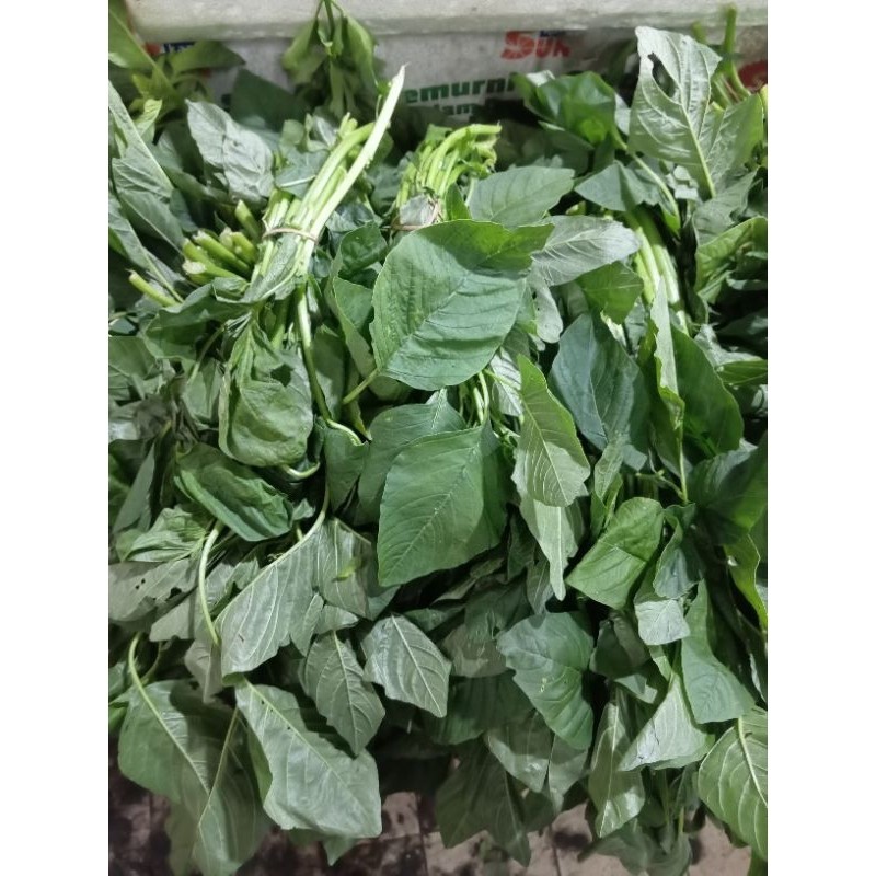 

New BAYAM POTONG / IKATPremium