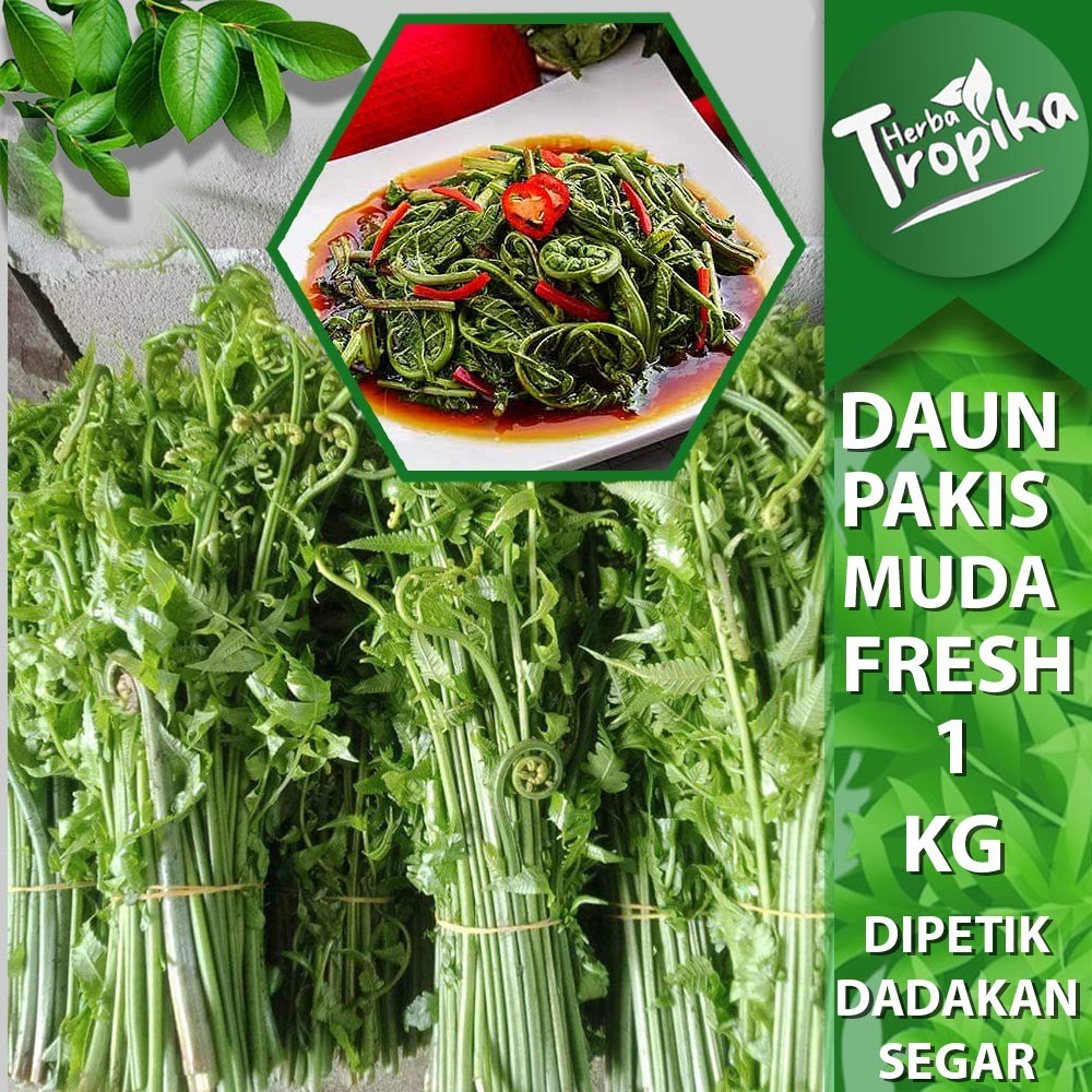 

Pakis Sayur Segar Montok 1 kg toko herba tropika