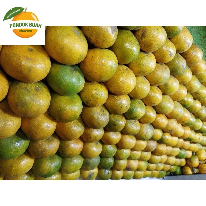 

jeruk medan super termurah harga per kg
