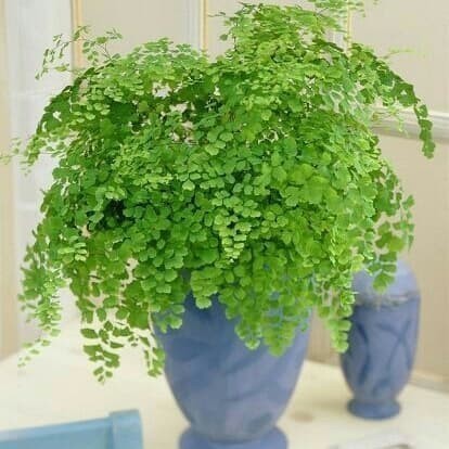 Tanaman Hias Vertikal Pohon Pakis Suplir indoor outdoor - Pakis Suplir