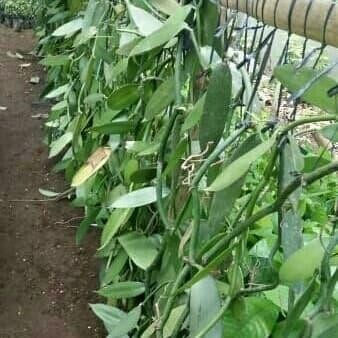 

Bibit vanili stek vanilli atau vanilla panelia bean siap tanam