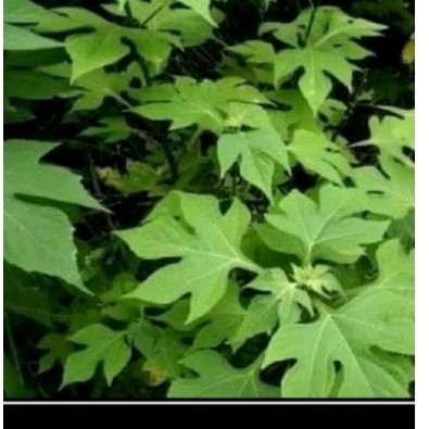 

9romo Daun insulin sgar 300 gr atasi dia betes