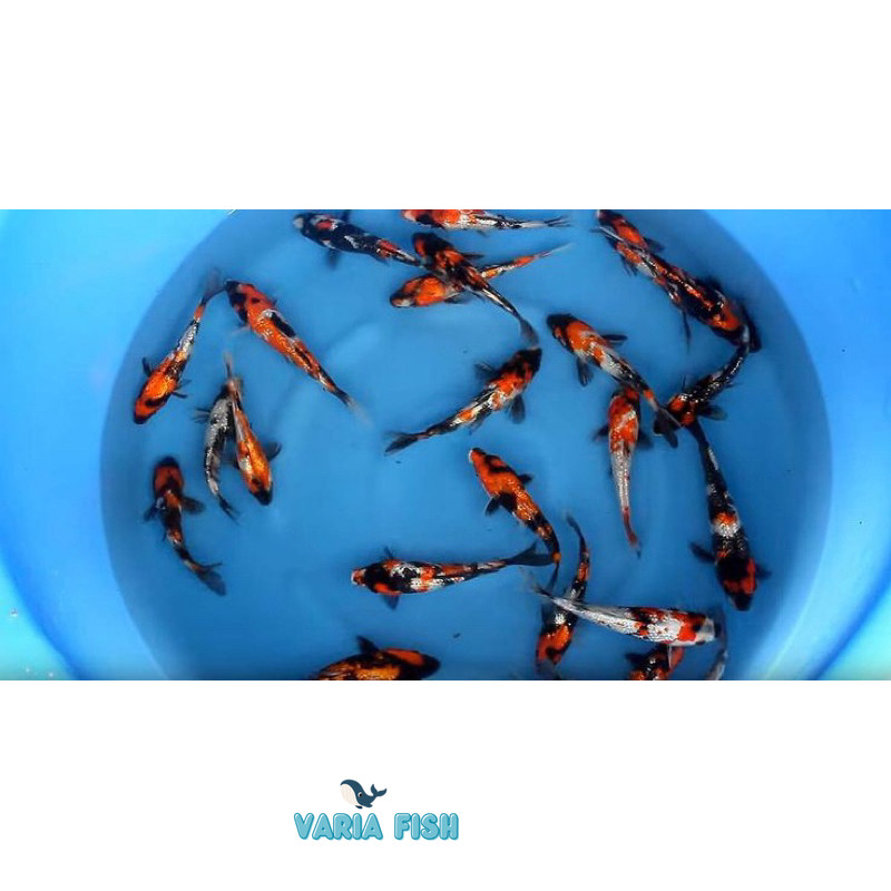 

paket 6 ekor koi showa siro snke 8-10 cm