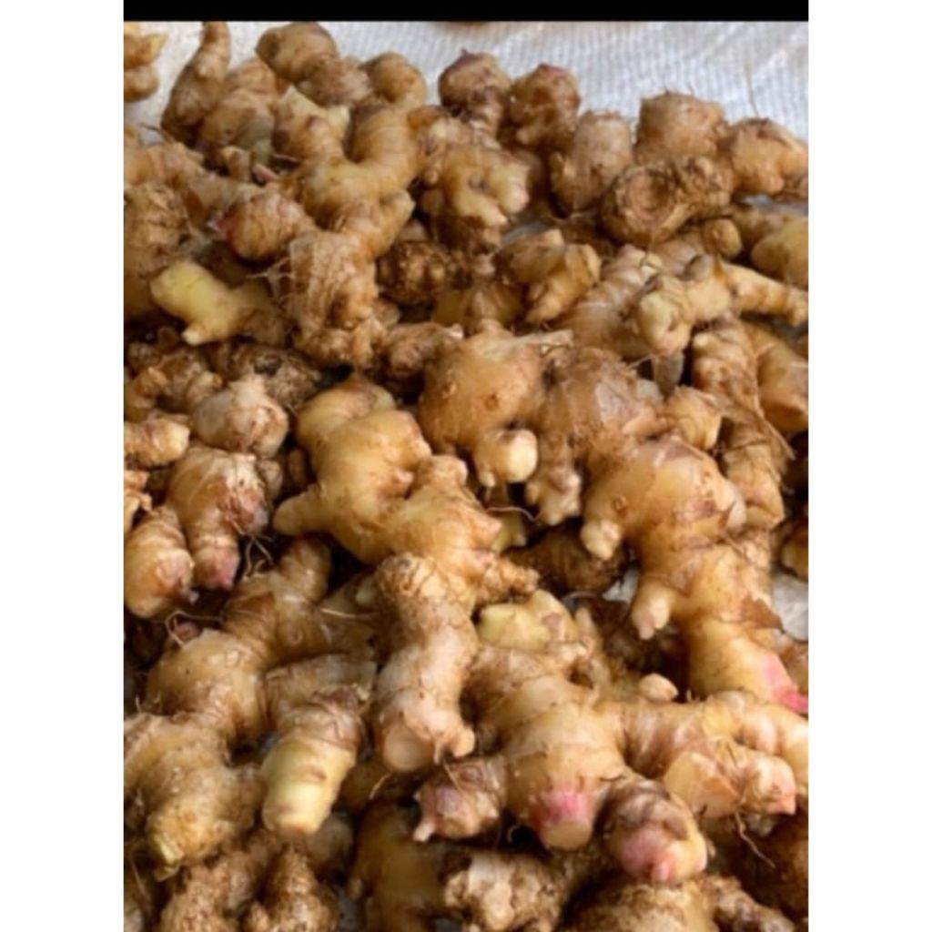 

ELSHOP Jahe EMPRIT Tua Fresh/Segar Murah Pedas Berkualitas Kaya Manfaat 1 Kg