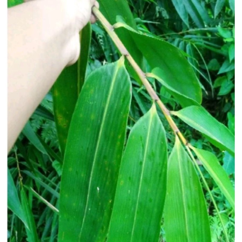 

Daun bambu jumbo 1kg Herbal COD