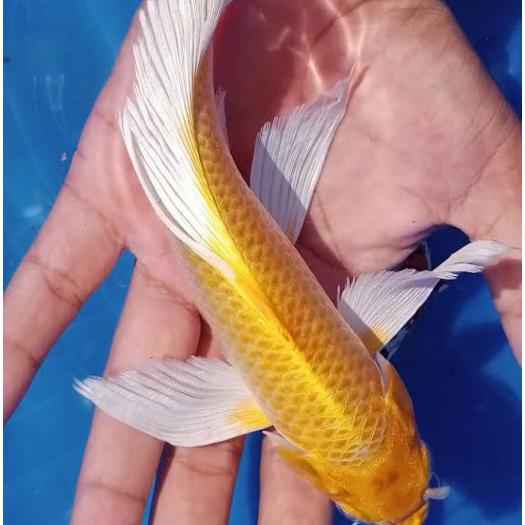 Hobi Koi Blitar -  Koi Yamabuki Slayer size 20cm - Koi Kuning Slayer