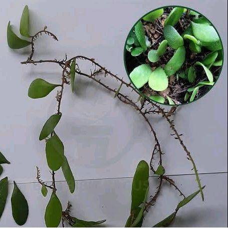 

Daun Sisik Naga Asli Herbal Alami Segar 1 Kg