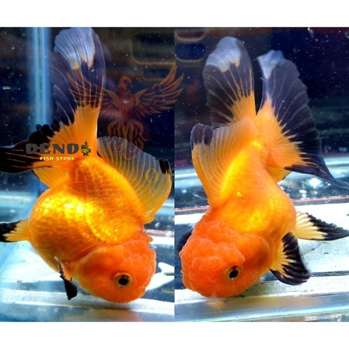Kebutuhan aquarium koki 6-8 cm oranda black gold warna cerah ng