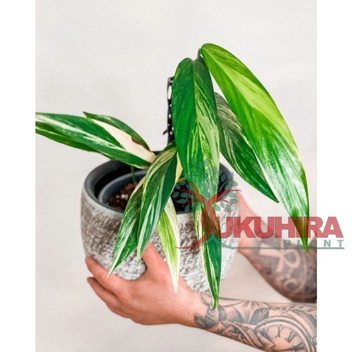 Epipremnum Amplissimum varigata / philodendron amplisimum variegata