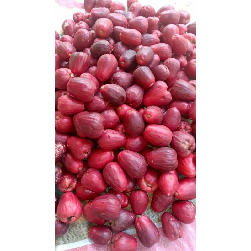 

[RS] JAMBU AIR JAMAIKA 1KG BUAH FRESH HASIL KEBUN