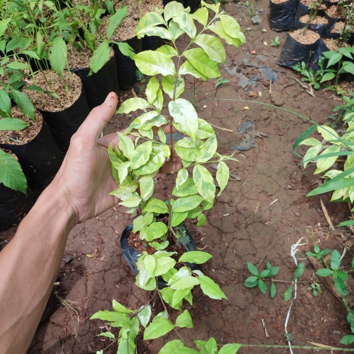 tanaman anting putri bonsai/bibit bonsai anting putri