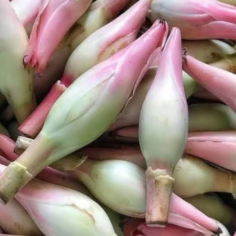 

Kecombrang / Kincung 250 gram