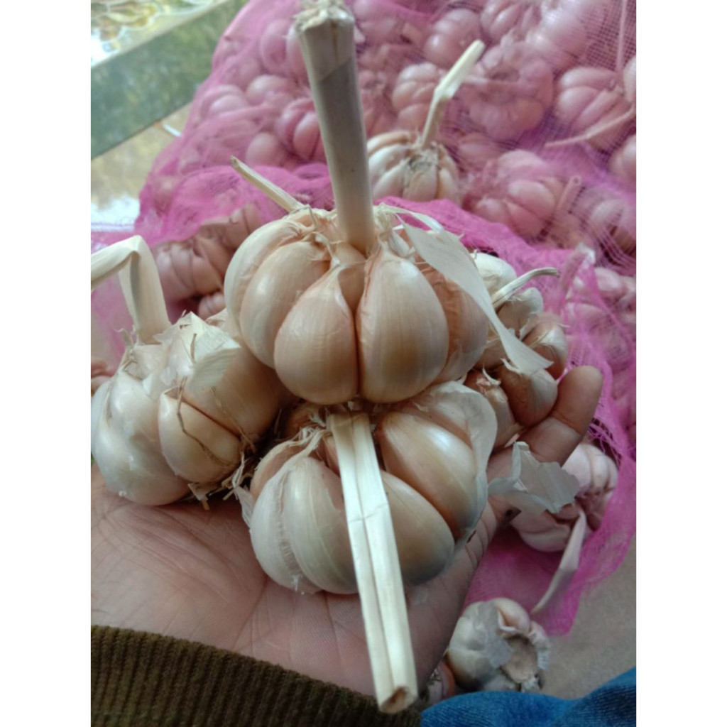 

Bawang Putih Murah Sinco kemasan 500gram