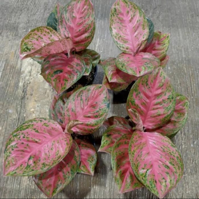 Aglonema Wulandari - House Plants - Aglo - Aglonema Murah
