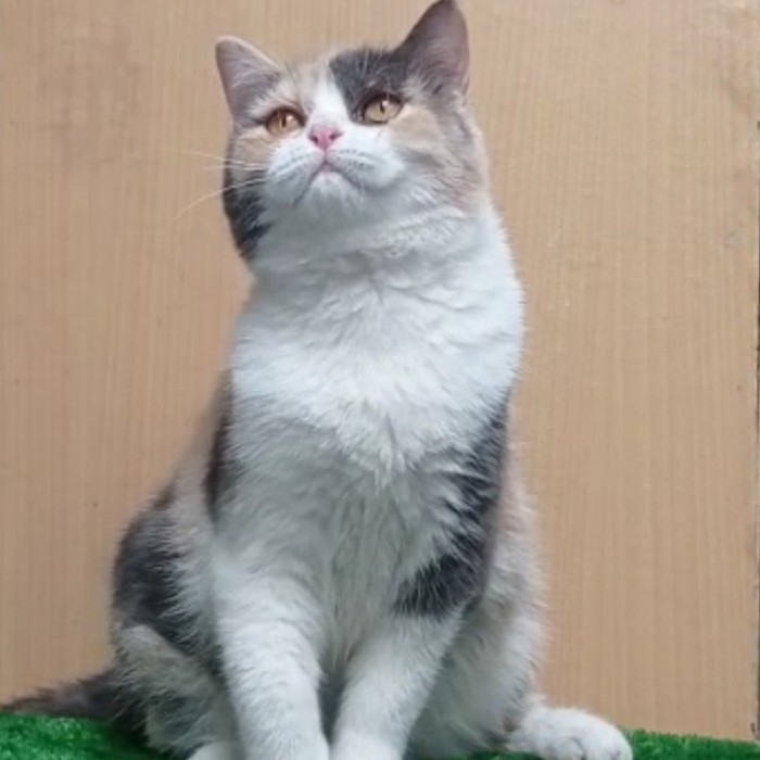 Bsh betina calico kucing