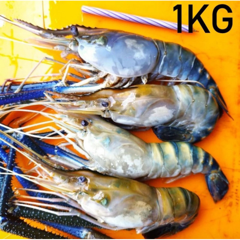 

Udang Galah Segar 1KG Griya Sembada