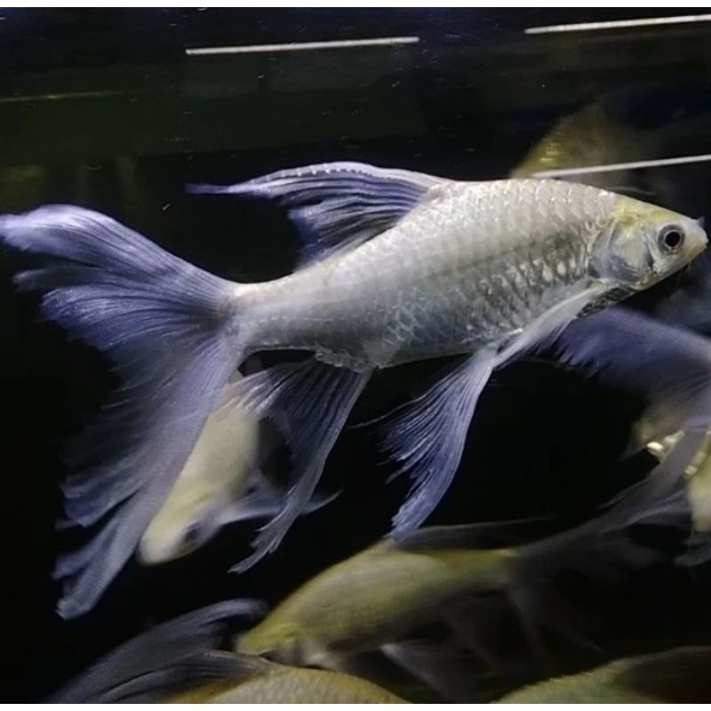 ikan kaviat slayer 8-11 cm