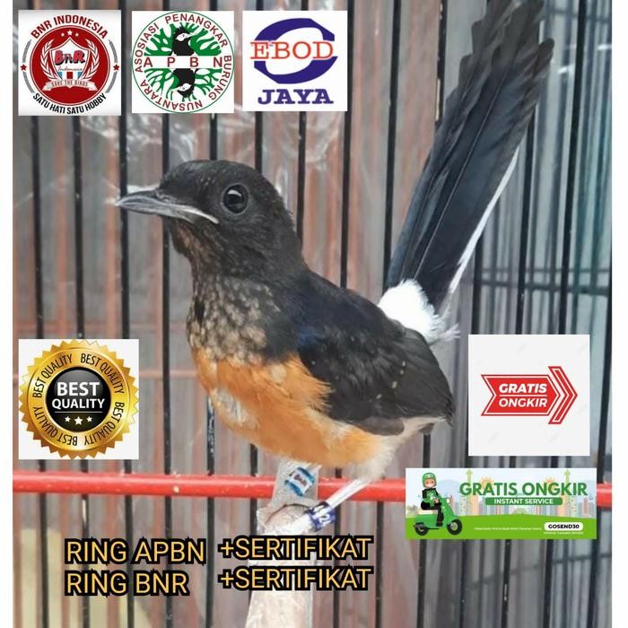 murai batu trotol double RING APBN+RING BNR RESMI