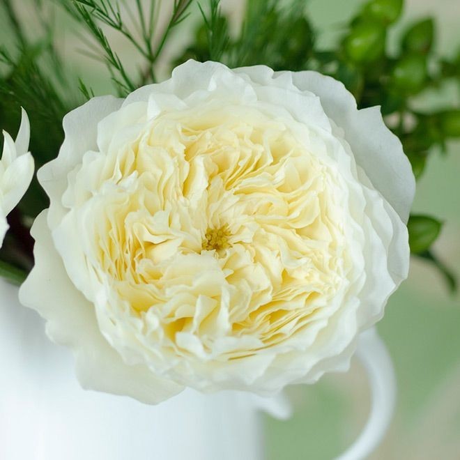 Tanaman Hidup Bunga MAWAR PATIENCE Berbunga Wangi & Bergaransi - Bunga Mawar Impor Hidup Patience