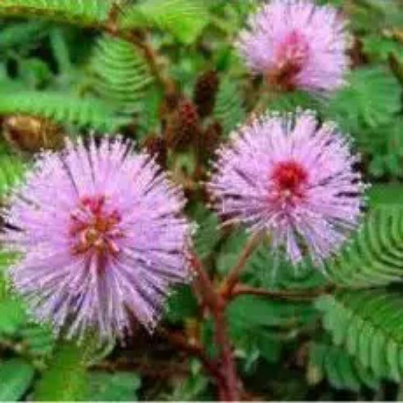 

New Promo jual tanamn putri malu untuk obat herbal kesehatan bisa COD