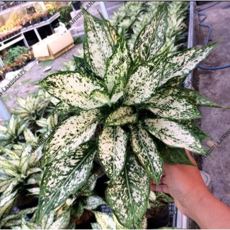 Tanaman Hias Aglonema Snow White/Aglaonema Snow White Cantik segar mewah