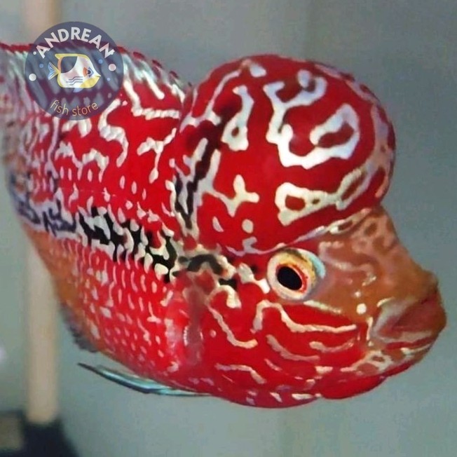 kebutuhan akuarium Big Update Burayak Louhan Kamfa F2 Full Red Blood Line Thailand