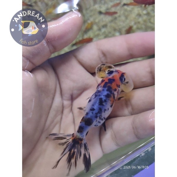 Big sale HIASAN AQUARIUM KOKI MATA BALON SIZE S perlengkapan akuarium