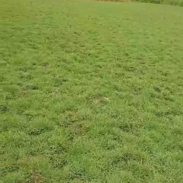 bibit rumput jepang - hiasan taman rumput jepang