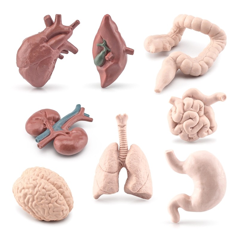 Simulation Human Body Organ Models Toy Teacher Science Class Teaching Props