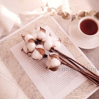 Dried cotton bunga kapas kering buket bouquet preserved bunga asli vintage dekorasi hiasan untuk vas