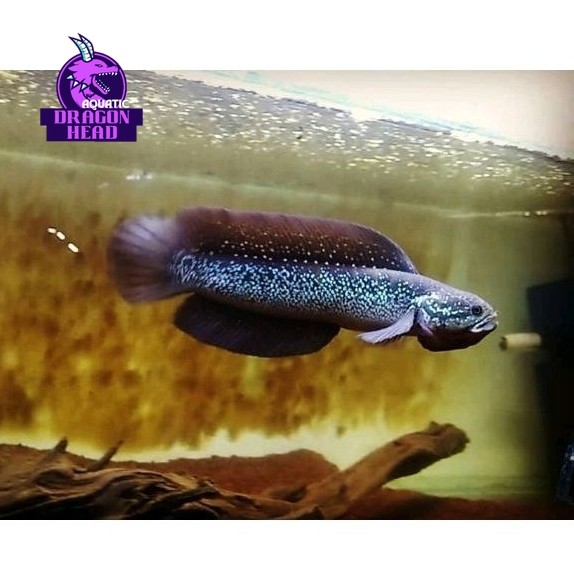 big promo [Promo] Asiatica ws pure 8-12cm mutiara banyak gondrong Grade A+ sudah free packing dan Ok