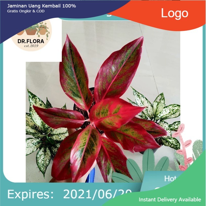 aglonema super red aurora3-9daun AGLONEMA SIAM AURORA / AGLAONEMA LIPSTICK MERAH (tanaman hidup-bung