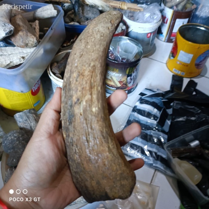 

fosil taring macan purba bergigi pedang bkn megantoro sengkelat kamaro murah antik