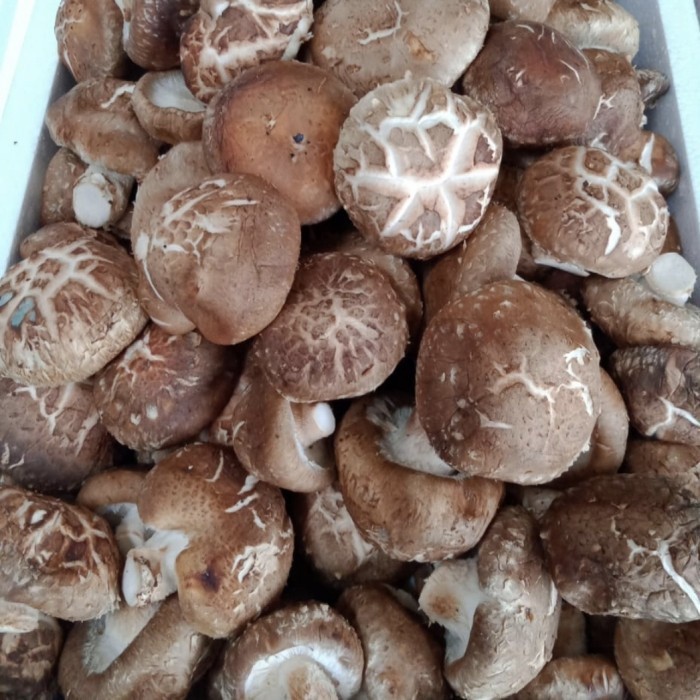 

Jamur Shitake Fresh (pack)