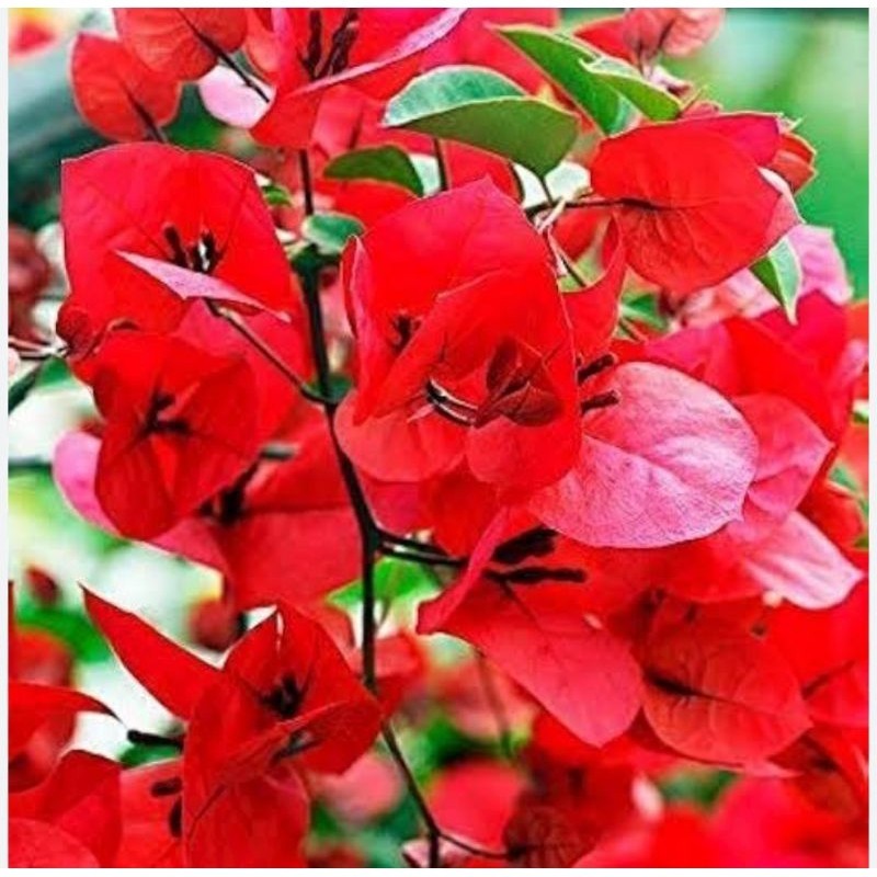 Tanaman Hias bougenvile merah cabe / bibit bugenville tanaman hidup Eleghant Terlaris