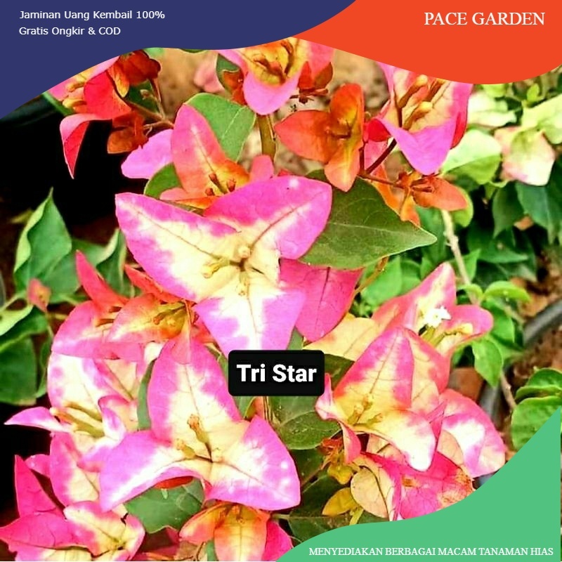 Bunga Bougenville TriStar Ori (Jenis Koleksi)