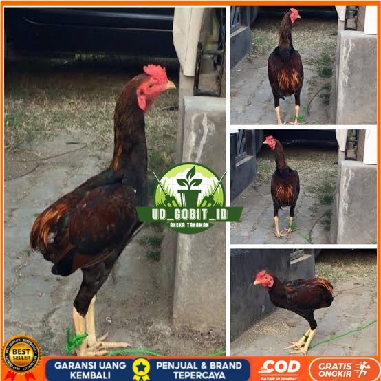 

Telur ayam tukung / telur ayam hias / telur fertil untuk ditetaskan UD_GOBIT_ID