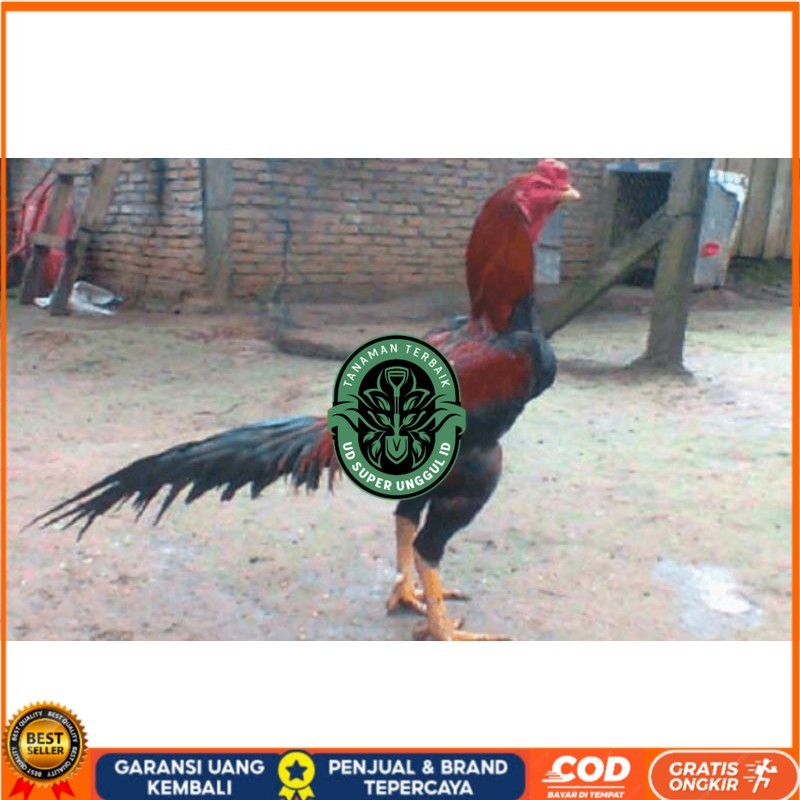 

TELUR AYAM PAKHOY TURUNAN IMPORT UD_SUPER_UNGGUL_ID
