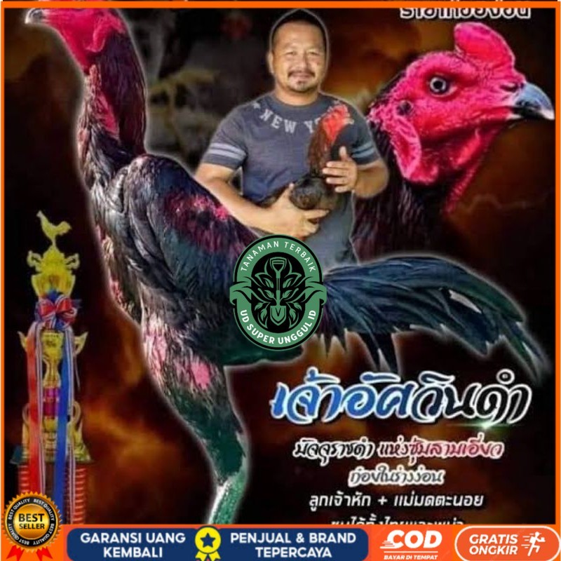 

Telur fertil ayam pakhoy full brakot brutal / COD UD_SUPER_UNGGUL_ID
