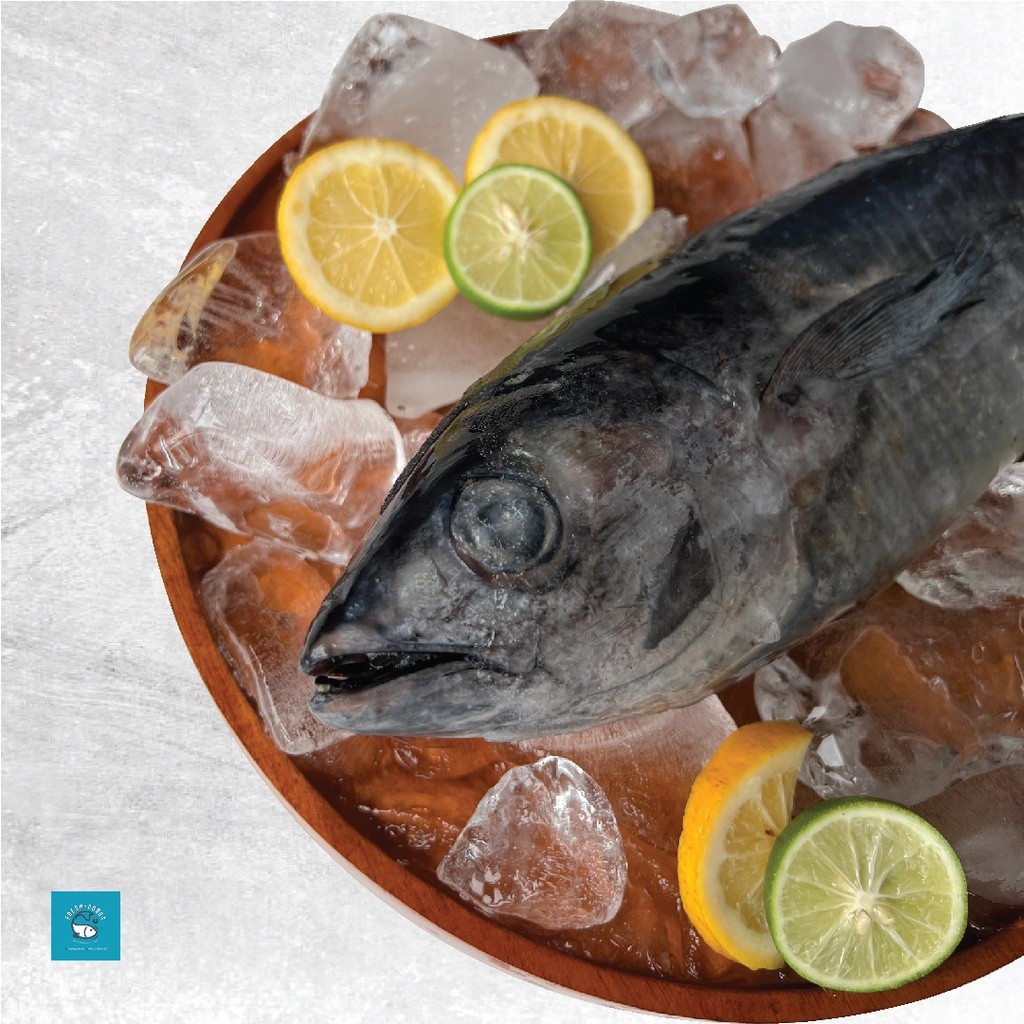 

Ikan Baby Tuna DIJAMIN SEGAR DAN BERKUALITAS