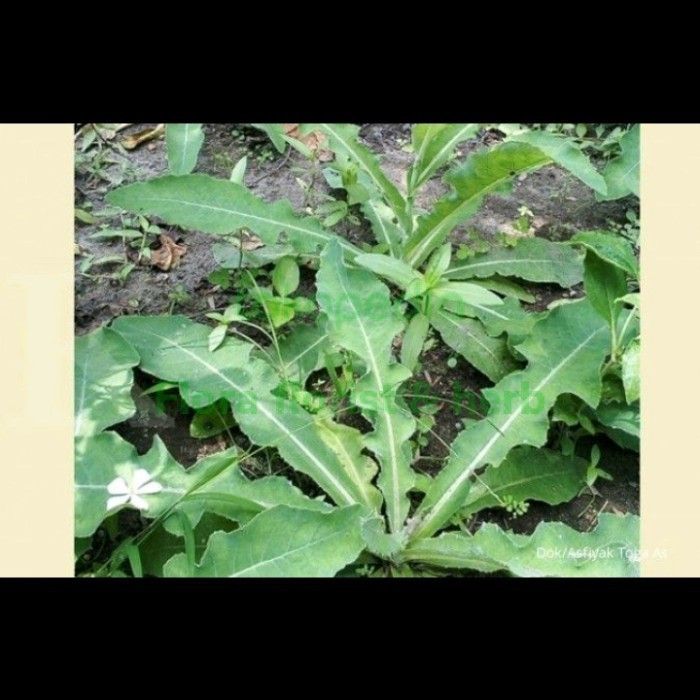 

REDY STOK DAUN TEMPUYUNG SEGAR 1kg COD